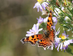 Polygonia faunus