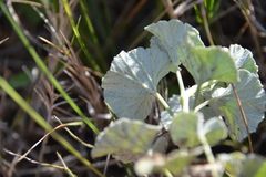 Pelargonium reniforme