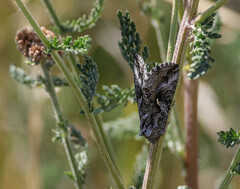 Autographa californica
