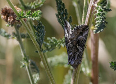 Autographa californica