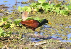 Jacana spinosa