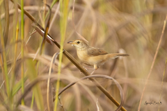 Cisticola