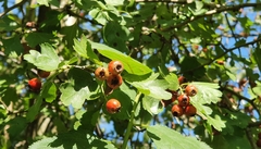 Crataegus laevigata