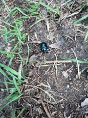 Trypocopris vernalis