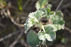 Pelargonium reniforme