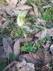 Pterostylis curta