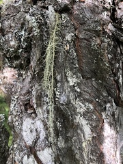 Usnea dasopoga
