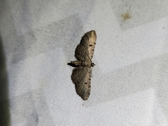 Eupithecia absinthiata