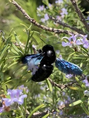 Xylocopa