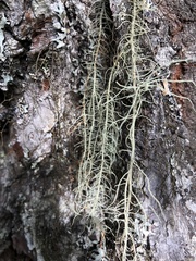 Usnea dasopoga
