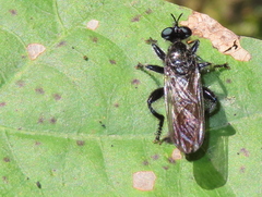 Laphria canis