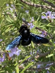 Xylocopa