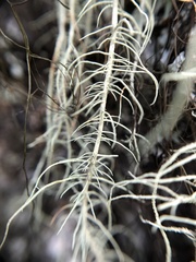 Usnea dasopoga