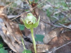 Pterostylis curta