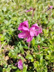 Rhododendron camtschaticum