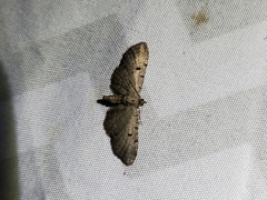 Eupithecia absinthiata