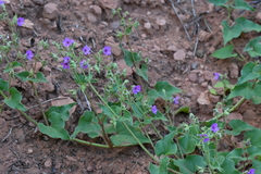 Mirabilis oxybaphoides