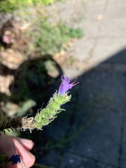 Echium