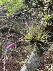 Tillandsia aeranthos