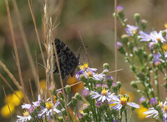 Polygonia faunus