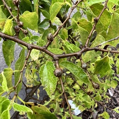 Pachypsylla celtidisgemma