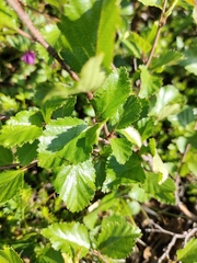 Betula divaricata