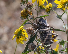 Anabrus simplex