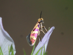 Micropterix