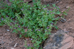 Mirabilis oxybaphoides