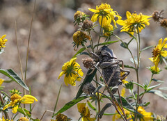 Anabrus simplex