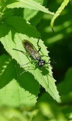 Tenthredo mesomela
