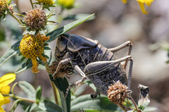 Anabrus simplex