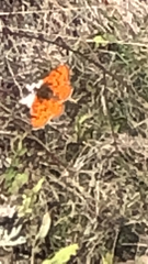 Melitaea didyma