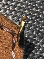 Micropterix