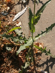 Sonchus arvensis arvensis