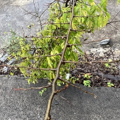 Pachypsylla celtidisgemma