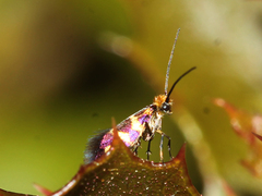 Micropterix