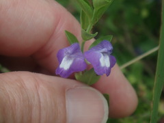 Scutellaria