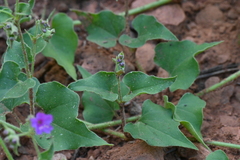 Mirabilis oxybaphoides