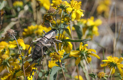 Anabrus simplex