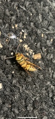 Vespula squamosa