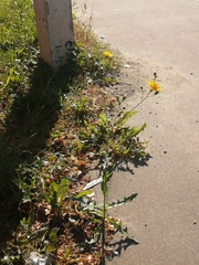 Sonchus arvensis arvensis