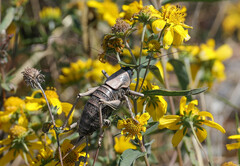 Anabrus simplex