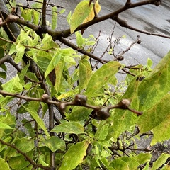 Pachypsylla celtidisgemma