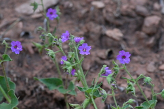 Mirabilis oxybaphoides