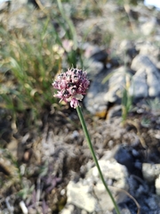 Allium strictum