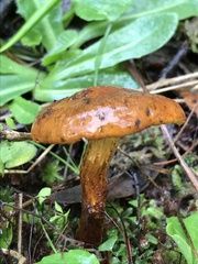 Cortinarius