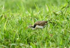 Jacana spinosa