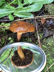 Cortinarius