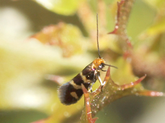 Micropterix ibericella